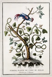 Turbith, Pflanze der Insel Zeilan, 1784