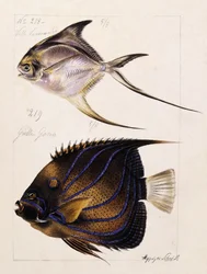Velle... Etc, ca. 1850
