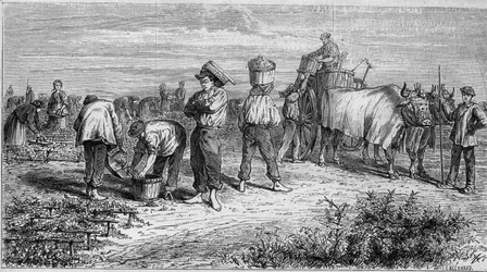 Weinbau im Médoc: Traubenlese während der Ernte. Gravur in „Le Monde Illustré“ Nr. 561 vom 11. Januar 1868.
