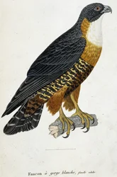 Weißkehlfalke, erwachsenes Weibchen