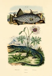 Weißgefleckter Feilenfisch