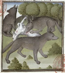 Wölfe, aus dem Livre de la Chasse von Gaston Phebus