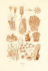 Zoophyten
