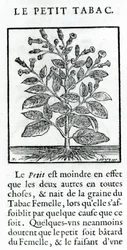 Le Perit Tabac, Illustration aus Discours du Tabac von Jean Le Royer de Prade, 1671