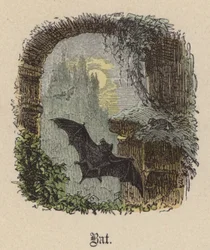 Fledermaus