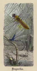 Libellen (farbiger Stich)