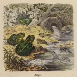 Frösche