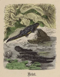 Molch (kolorierte Gravur)