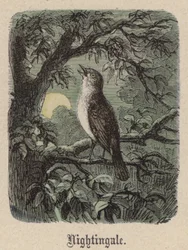 Nachtigall