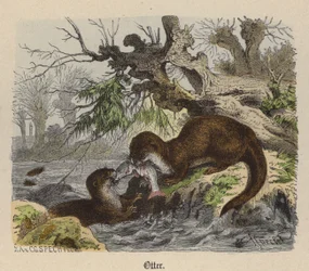 Otter