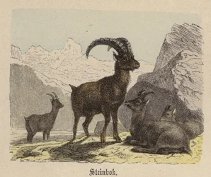 Steinbock