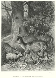 Das Damwild (Dama Vulgaris)