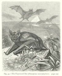 Die Lappen-Nasen-Fledermaus (Rhinopoma Microphyllum)