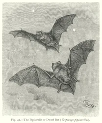 Die Zwergfledermaus (Vesperugo Pipistrellus)