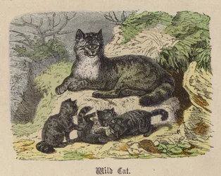 Wildkatze