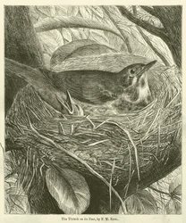 Die Drossel auf ihrem Nest (Gravur)