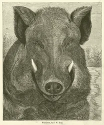 Wildschwein