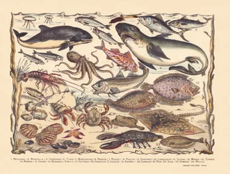 Seite 16: Quallen, Schweinswale, Heringe, Thunfische, Makrelen, Haie, Meeräschen, Oktopusse, Sardinen, Hummer, Tintenfische, Kabeljau, Steinbutt, Bartfische, Krabben, Einsiedlerkrebse, Austern, Jakobsmuscheln, Seesterne, Kacheln, Rochen, Seezungen, Hummer,