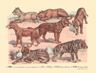 Seite 13: Pumas oder Silberlöwen oder Amerikanische Löwen, Wolf, Schakal, Afrikanische Streifenhyäne, Asiatische Mähnenhyäne