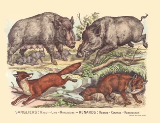 Seite 9: Wildschweine: Klatsch, Speck, Frischlinge Fuchs: Fuchs, Fuchs, Fuchs