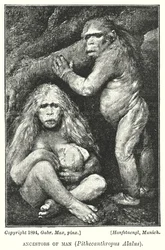 Vorfahren des Menschen, Pithecanthropus Alalus