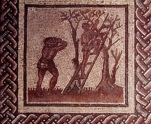 Gallorömische Kunst: Mosaikpflaster, das einen rustikalen Kalender darstellt. Olivenernteszene. Ende 2., Anfang 3. Jahrhundert n. Chr. Aus Saint-Romain-en-Gal (Rhône). Saint-Germain-en-Laye, Nationalmuseum für Archäologie