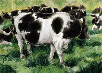 Friesische Kühe