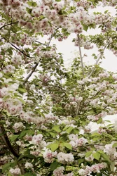 Kirschblüten Frühling