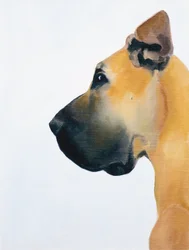 Deutsche Dogge, 2016