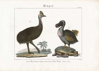 Kasuar und Dodo