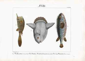 Exotische Fische: Kofferfisch, Mondfisch und Igelfisch