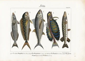 Meeresfische: Schiffshalter, Goldmakrele, Thunfisch, Knurrhahn und Hecht