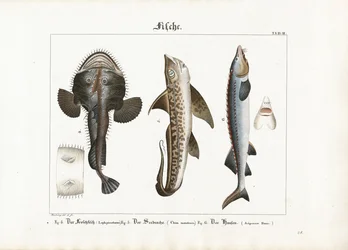 Meeresfische: Anglerfisch, Kaninchenfisch und Belugastör