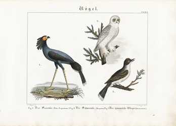 Sekretärvogel, Schnee-Eule und Tyrannenwürger