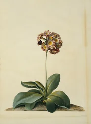 Eine rosa gesprenkelte Aurikel
