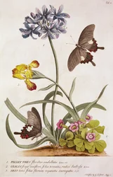 Agapanthus africanus, Iris variegata und eine Art von Oxalis, aus "Plantae et Papiliones Rariores", 1749