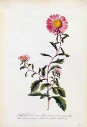 Aster