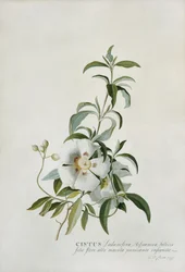 Zistrose, 1747