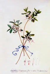 Cistus Virginiana, ca. 1743 handkolorierter Stich