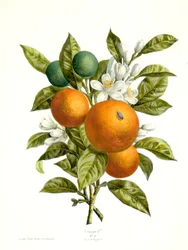 Citrus aurantiacus Orange, 1730-1770