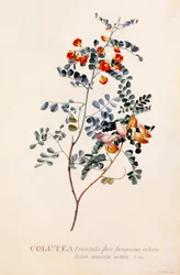 Colutea, handkolorierter Stich