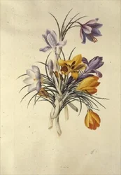 Krokus