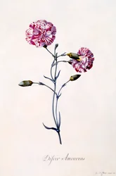 Difor Amourius Nelke, ca. 1745 handkolorierte Gravur