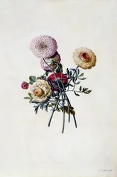 Gemischte Ranunkeln, ca. 1743