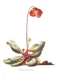 Sarracenia purpurea (Schlauchpflanze) 1764
