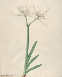 Pancratium