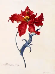 Roter Papagei, ca. 1744 handkolorierte Gravur