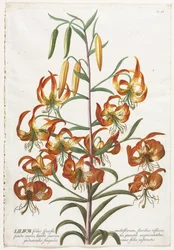 Plantae Selectae: Nr. 11 - Lilie