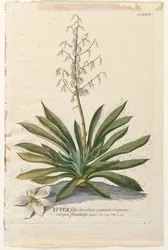 Plantae Selectae: Nr. 37 - Yucca