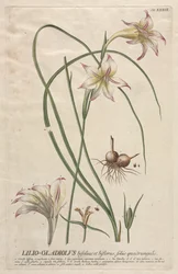 Plantae Selectae: Nr. 39 - Lilio-Gladiolus